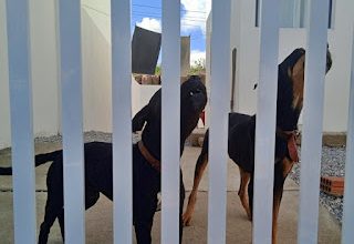 MAUS-TRATOS: PC PRENDE TUTOR E RESGATA DOIS CÃES EM CAMPINA GRANDE