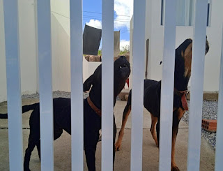 MAUS-TRATOS: PC PRENDE TUTOR E RESGATA DOIS CÃES EM CAMPINA GRANDE MAUS-TRATOS: PC PRENDE TUTOR E RESGATA DOIS CÃES EM CAMPINA GRANDE