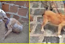 DELEGACIA DO MEIO AMBIENTE RESGATA DOIS CÃES EM SITUAÇÕES DE ABANDONO E MAUS TRATOS