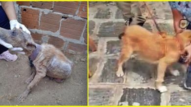 DELEGACIA DO MEIO AMBIENTE RESGATA DOIS CÃES EM SITUAÇÕES DE ABANDONO E MAUS TRATOS