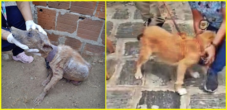 DELEGACIA DO MEIO AMBIENTE RESGATA DOIS CÃES EM SITUAÇÕES DE ABANDONO E MAUS TRATOS DELEGACIA DO MEIO AMBIENTE RESGATA DOIS CÃES EM SITUAÇÕES DE ABANDONO E MAUS TRATOS