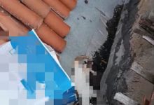 PC IDENTIFICA E INDICIA JOVEM POR TER ARREMESSADO GATOS DA JANELA DO OITAVO ANDAR DE PRÉDIO NO CENTRO DE CAMPINA