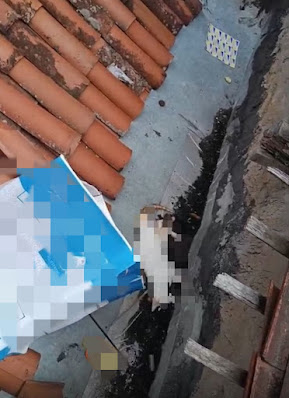 PC IDENTIFICA E INDICIA JOVEM POR TER ARREMESSADO GATOS DA JANELA DO OITAVO ANDAR DE PRÉDIO NO CENTRO DE CAMPINA PC IDENTIFICA E INDICIA JOVEM POR TER ARREMESSADO GATOS DA JANELA DO OITAVO ANDAR DE PRÉDIO NO CENTRO DE CAMPINA