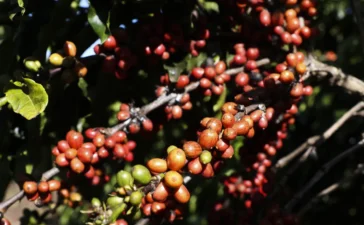 Tarifaço: Brasil celebra recuo parcial, mas café e cacau seguem vulneráveis