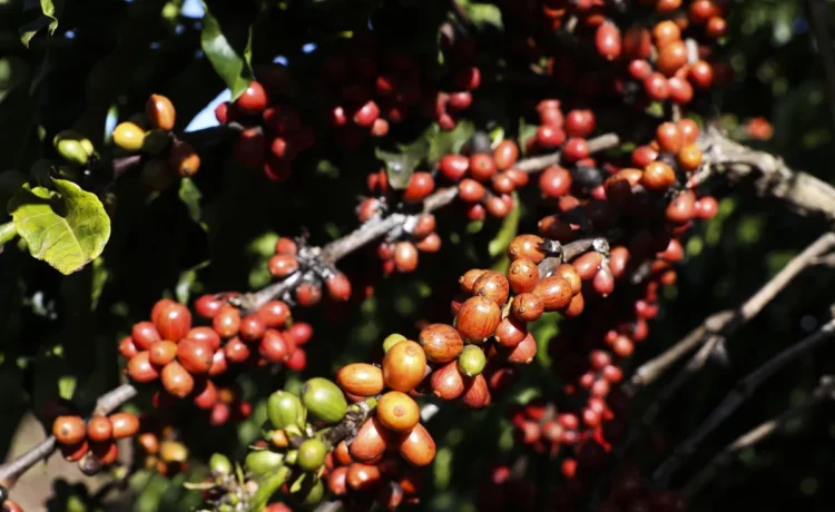 Tarifaço: Brasil celebra recuo parcial, mas café e cacau seguem vulneráveis