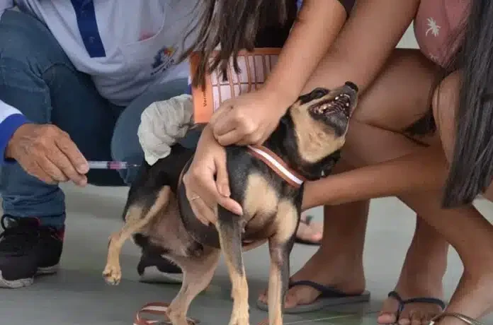Campina Grande realiza Dia D de Vacinação Antirrábica no sábado. Veja pontos